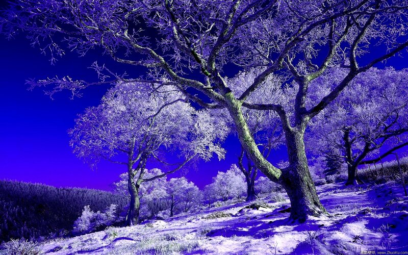 Frost-covered Trees in Winter — Purple