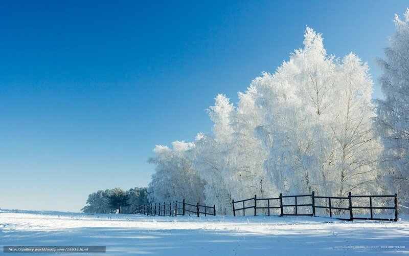 frost-covered trees in winter