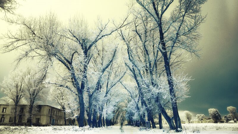 Frost-covered Trees in Winter — White, Cold, Photograph, Building
