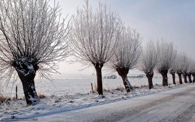 Frost-covered Trees in Winter — White, Cold, Photograph, Snow, Road