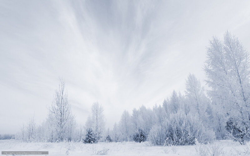 Frost-covered Trees in Winter — White, Cold, Photograph, Snow, Sky