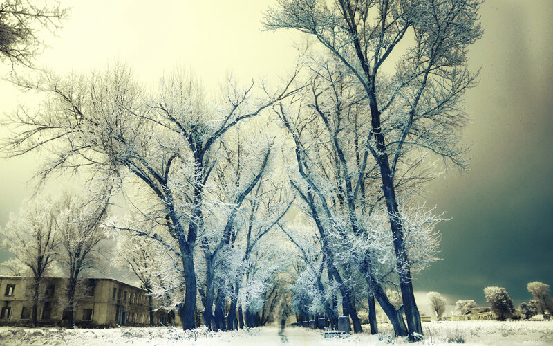 Frost-covered Trees in Winter — White, Cold, Photograph