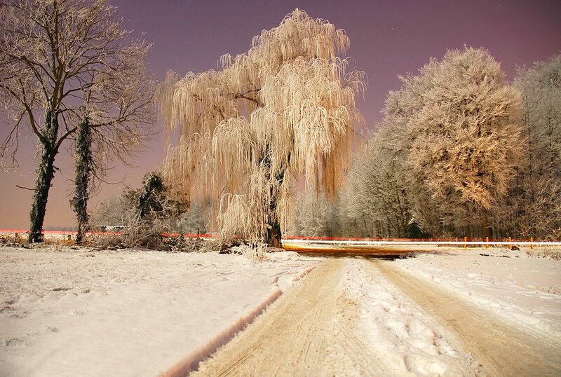 Frost-covered Trees in Winter — White, Cold