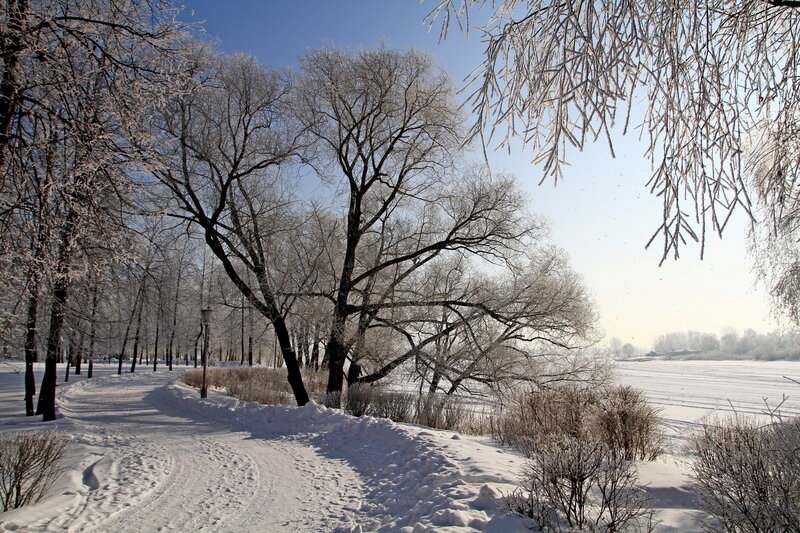 Frost-covered Trees in Winter — White, Serene, Photograph, Snow, Path