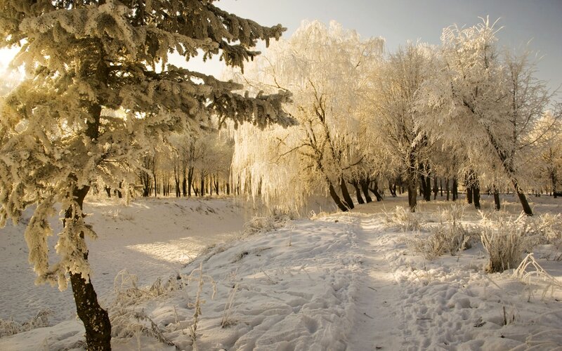 Frost-covered Trees in Winter — White, Serene, Photograph, Snow
