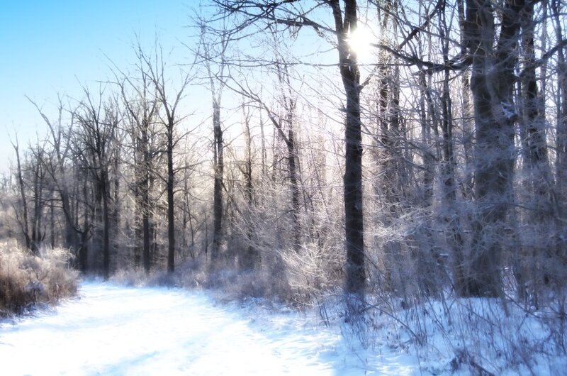 Frost-covered Trees in Winter — White, Serene, Photograph