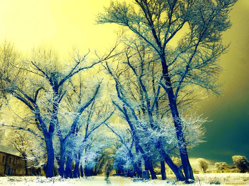 Frost-covered Trees in Winter — Yellow, Dramatic