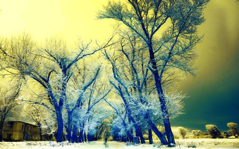 Frost-covered Trees in Winter — Yellow