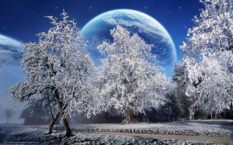 Frost-covered Trees — Night