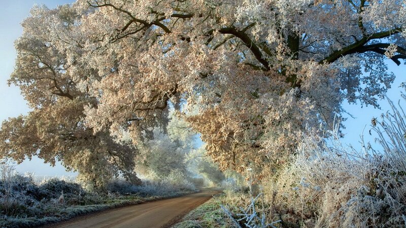 Frost-covered trees on a country road