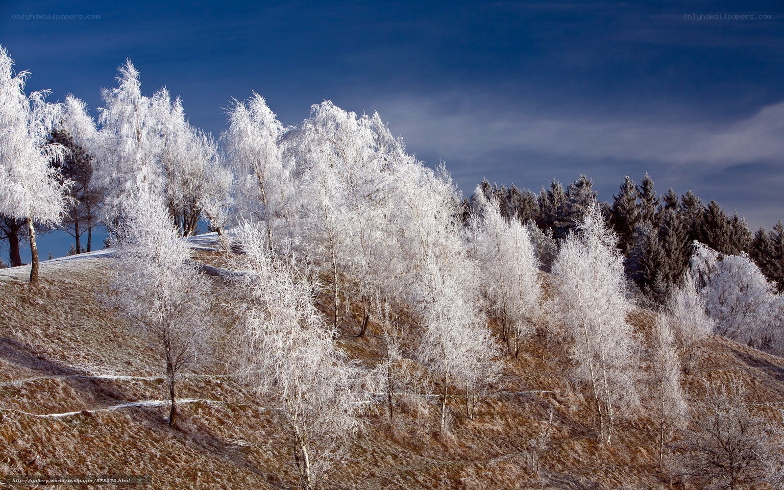 Frost-covered trees on a hill