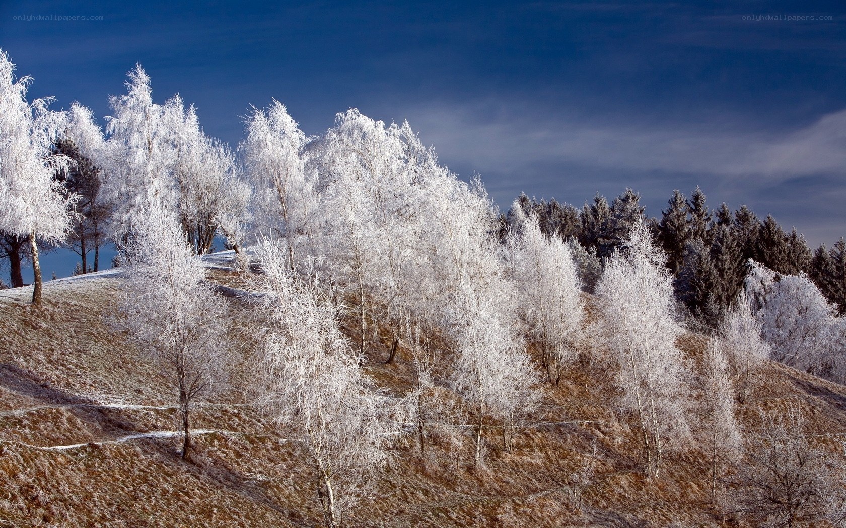 Frost-covered trees on a hill