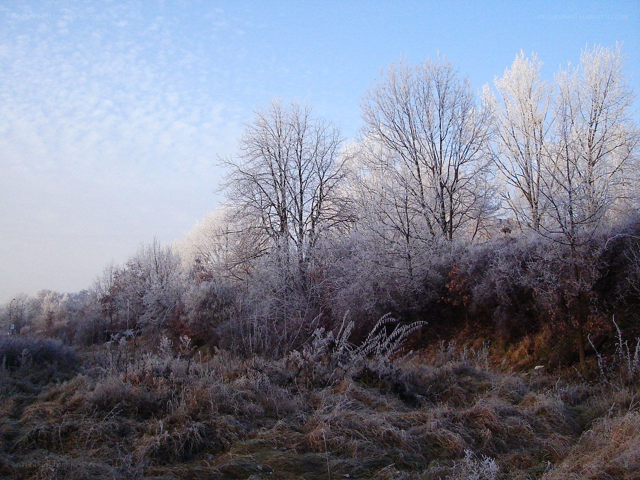 Frost-covered trees on a hillside