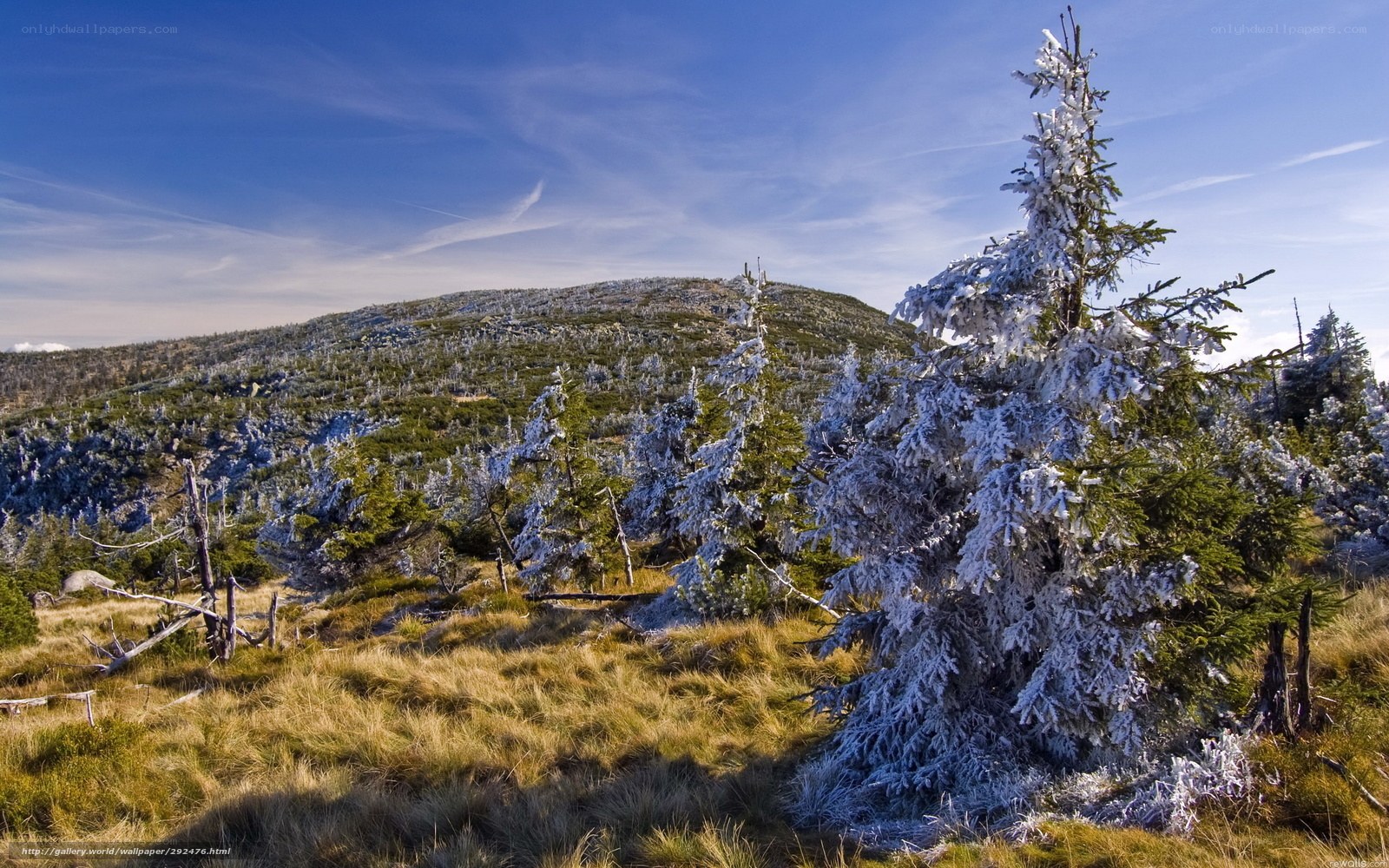 Frost-covered trees on a mountain