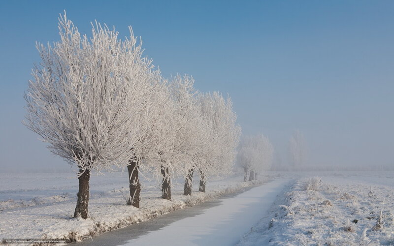 Frost-covered trees on a winter path