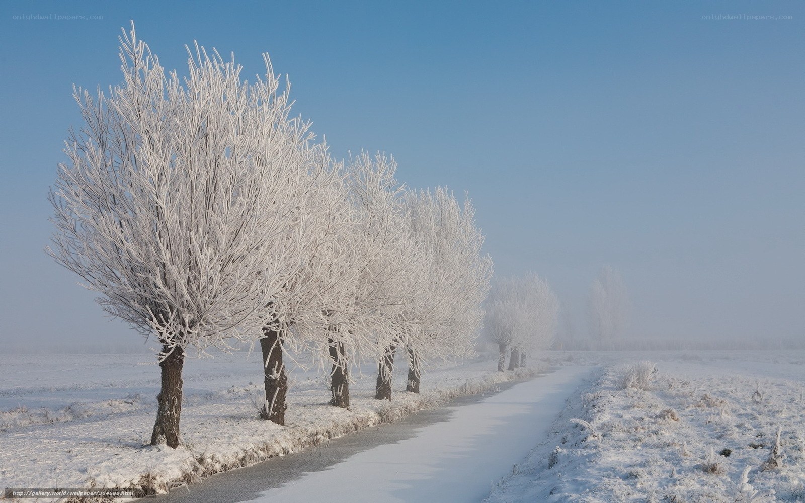 Frost-covered trees on a winter path