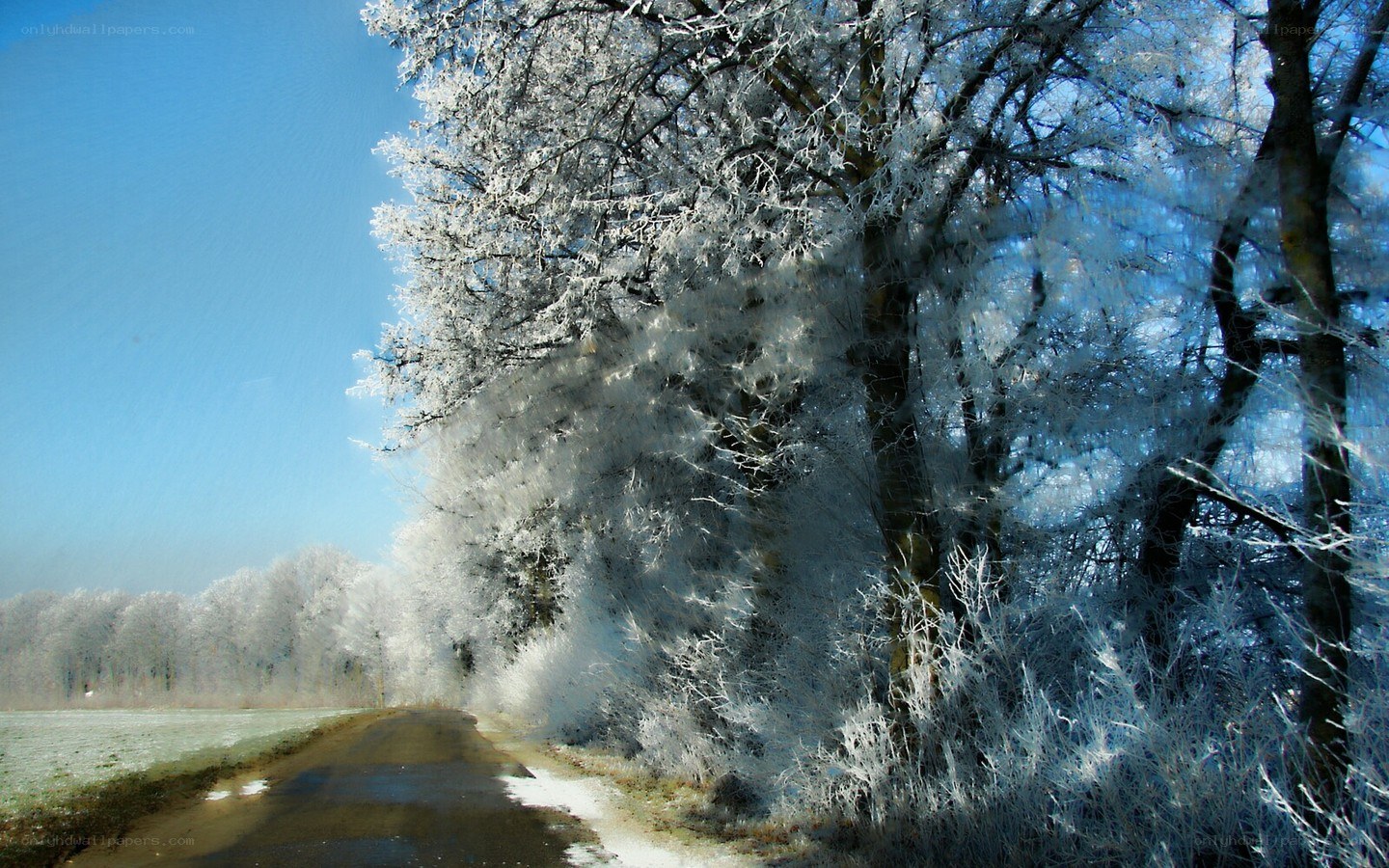 frost-covered trees on a winter road