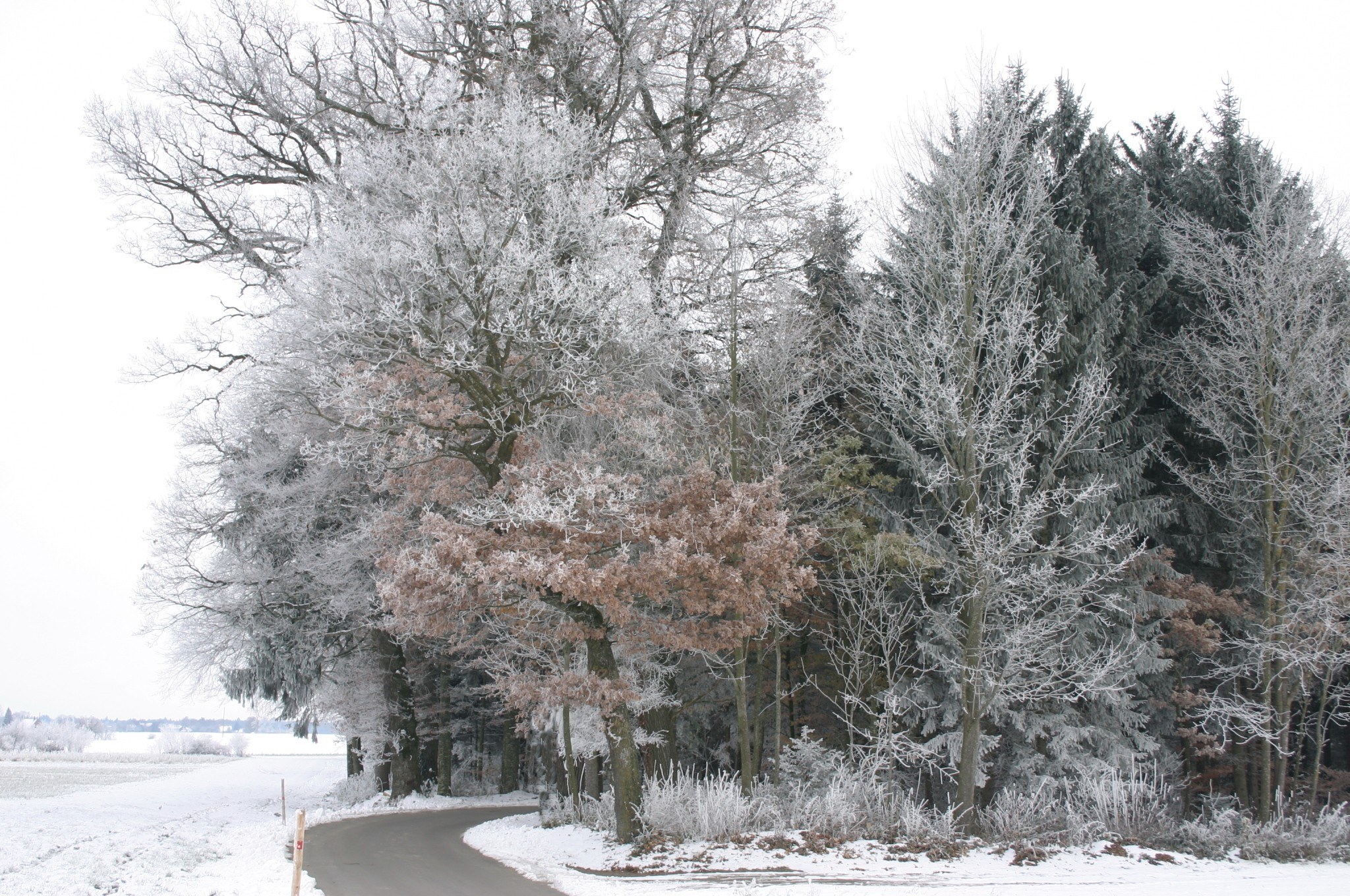 frost-covered trees on a winter road