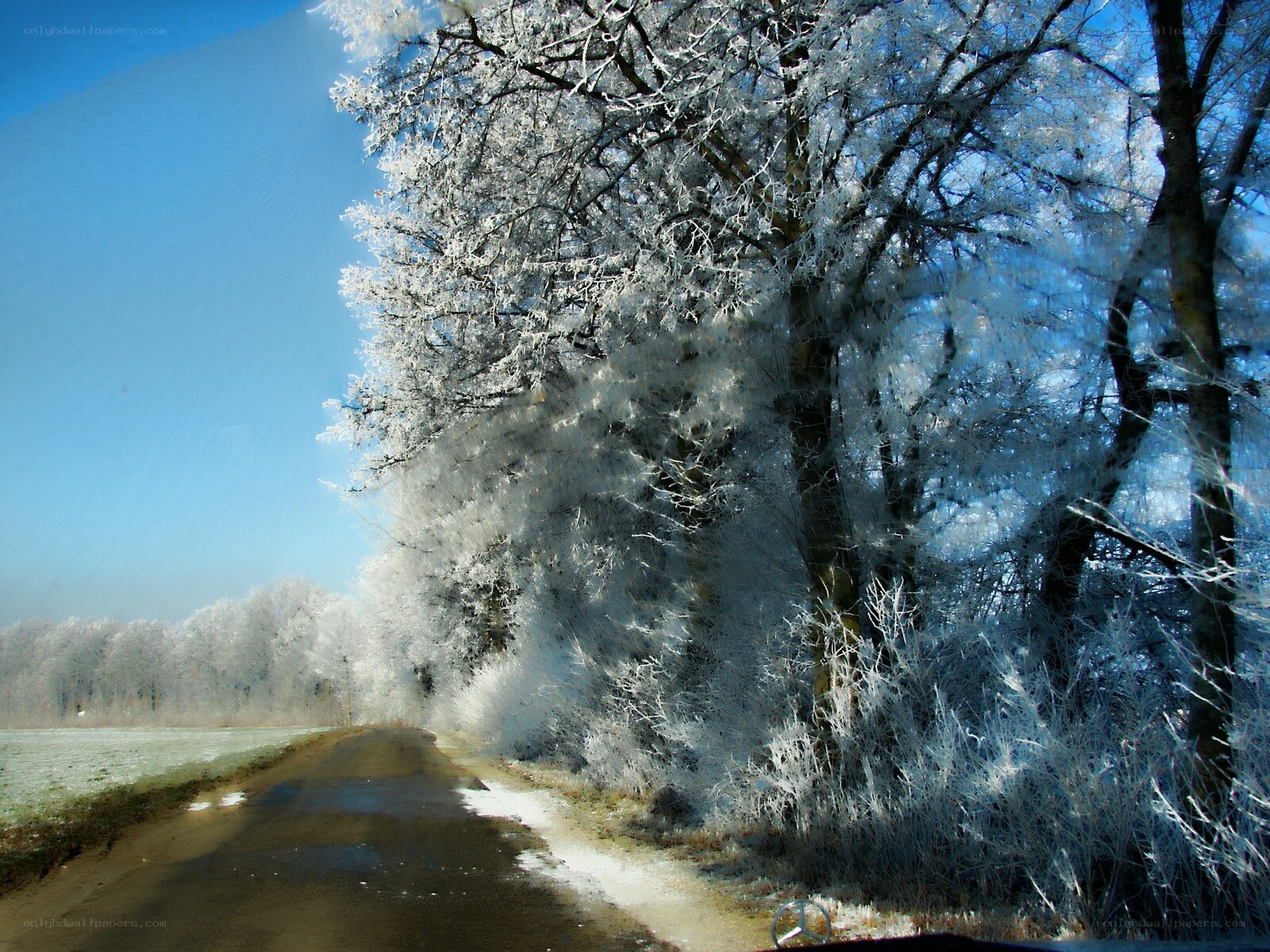 Frost-covered trees on a winter road