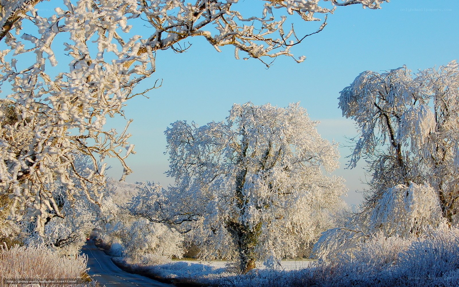 frost-covered trees on a winter road