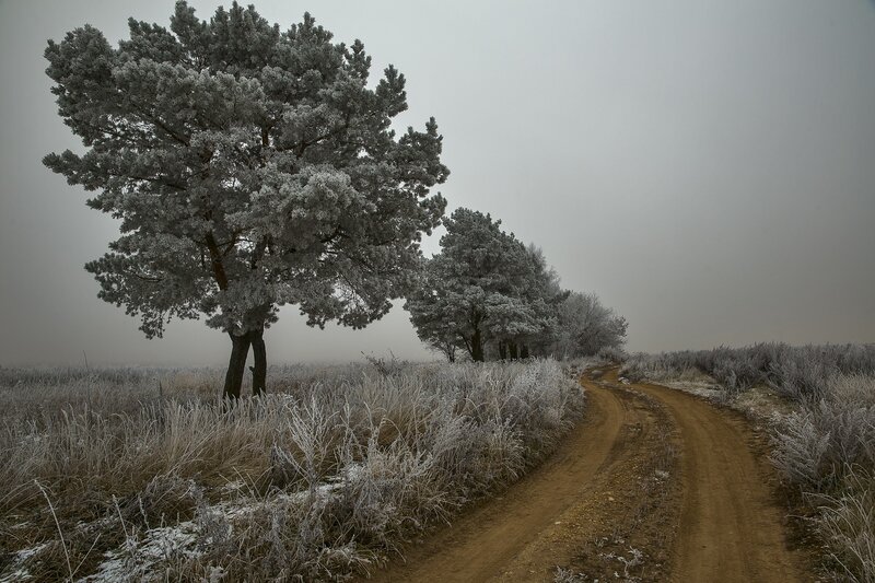 Frost-covered Trees on Dirt Road