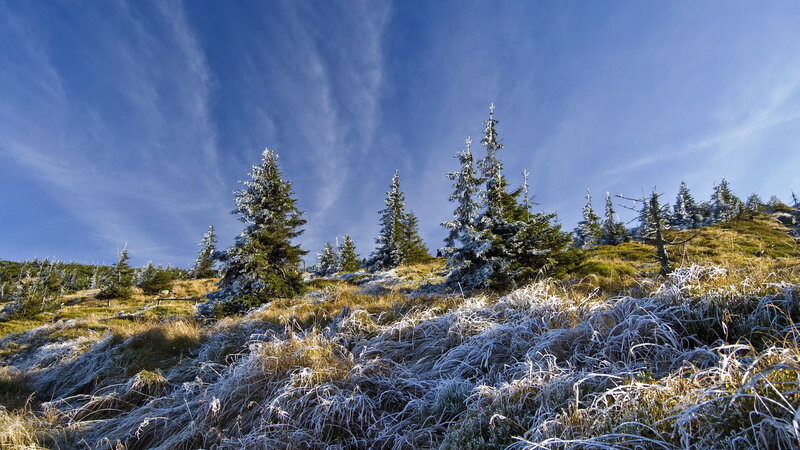 Frost-covered Trees on Hill — Blue, Serene, Winter, Photograph