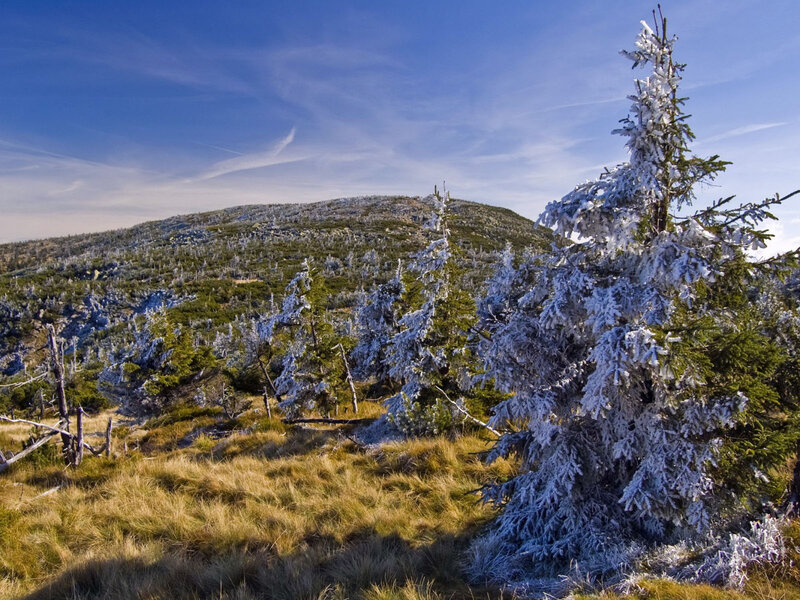 Frost-covered Trees on Hill — Blue, Serene, Winter