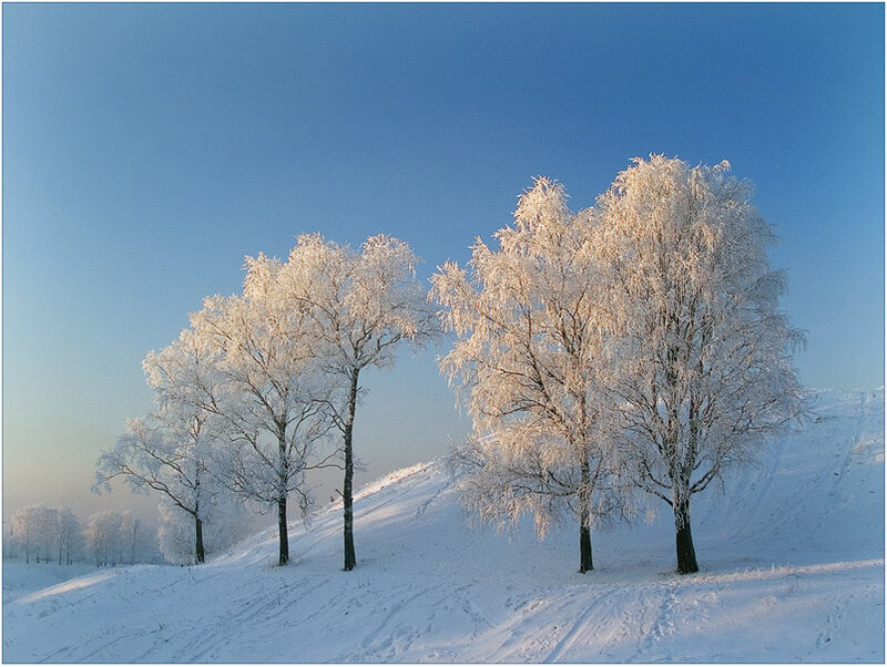 Frost-covered Trees on Hill — Blue