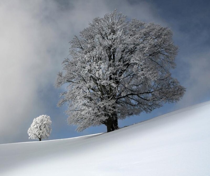 Frost-covered Trees on Hill