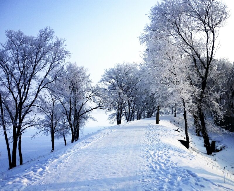 Frost-covered Trees on Hill — White, Serene
