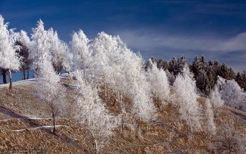 Frost-covered Trees on Hill — White, Serene, Winter