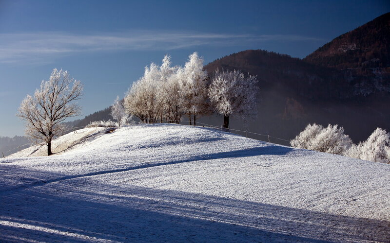 Frost-covered Trees on Hill — White