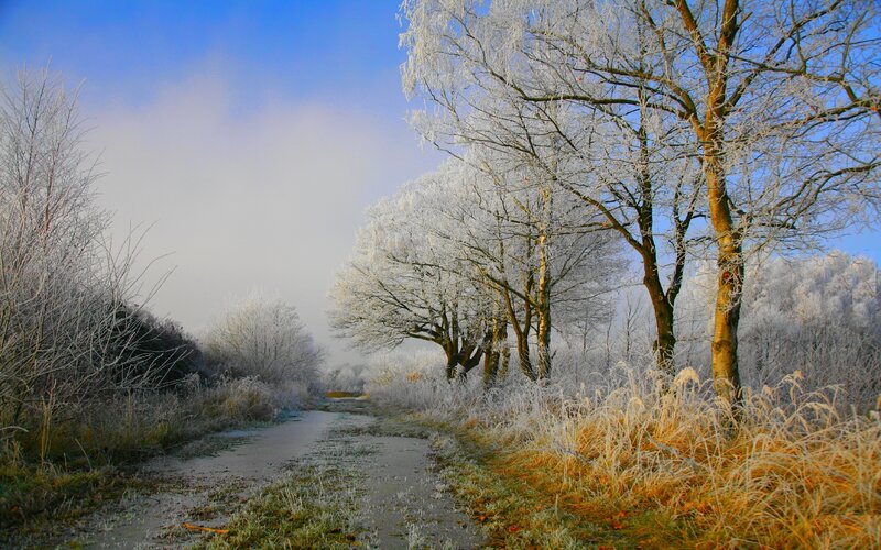 Frost-covered Trees on Path
