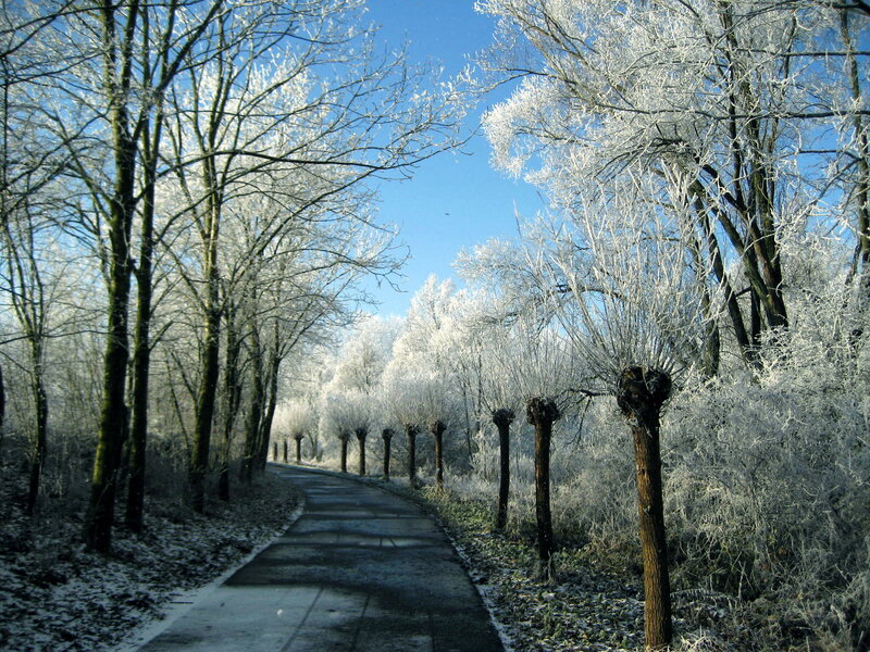Frost-covered Trees on Path — White