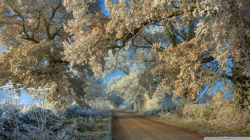 Frost-covered Trees on Road — Blue, Serene, Morning