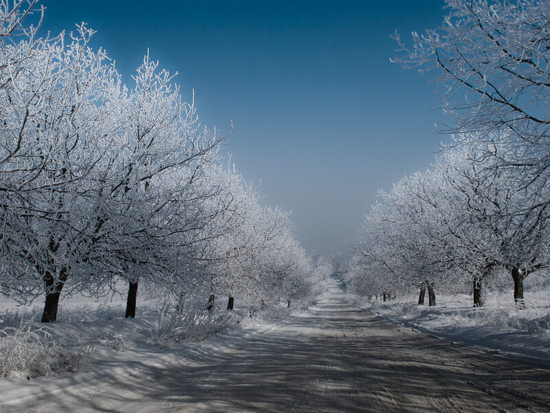 Frost-covered Trees on Road — Blue, Serene