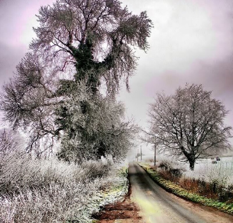 Frost-covered Trees on Road — White, Cold