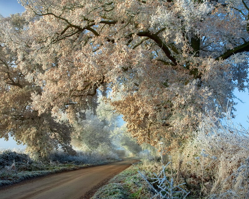 Frost-covered Trees on Road — White, Serene, Morning