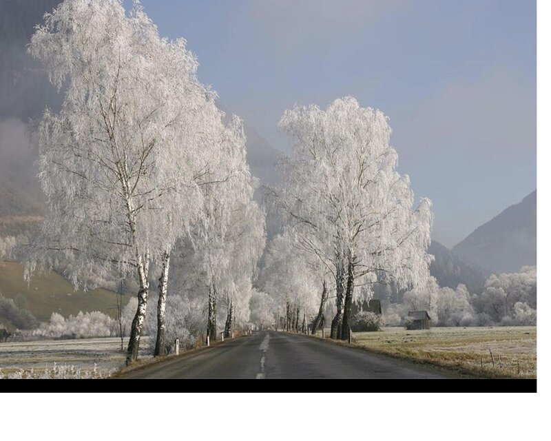 Frost-covered Trees on Road — White, Serene, Winter, Photograph