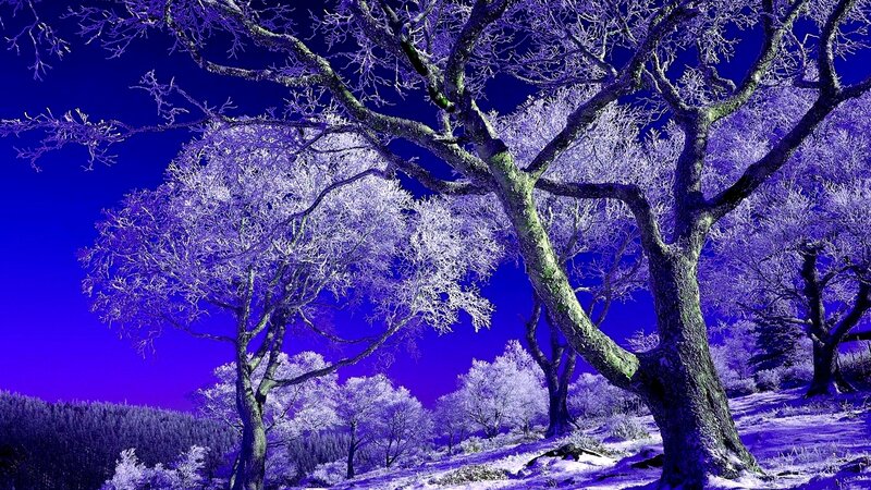 Frost-covered Trees — Purple, Dramatic