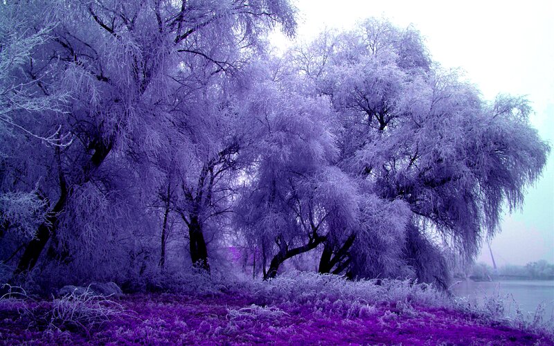 Frost-covered Trees — Purple, Serene