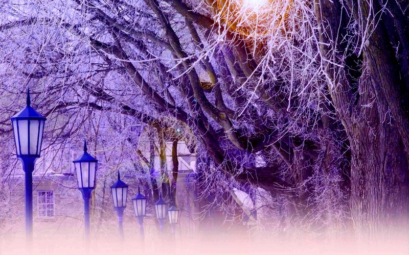 Frost-covered Trees — Purple, Serene, Winter
