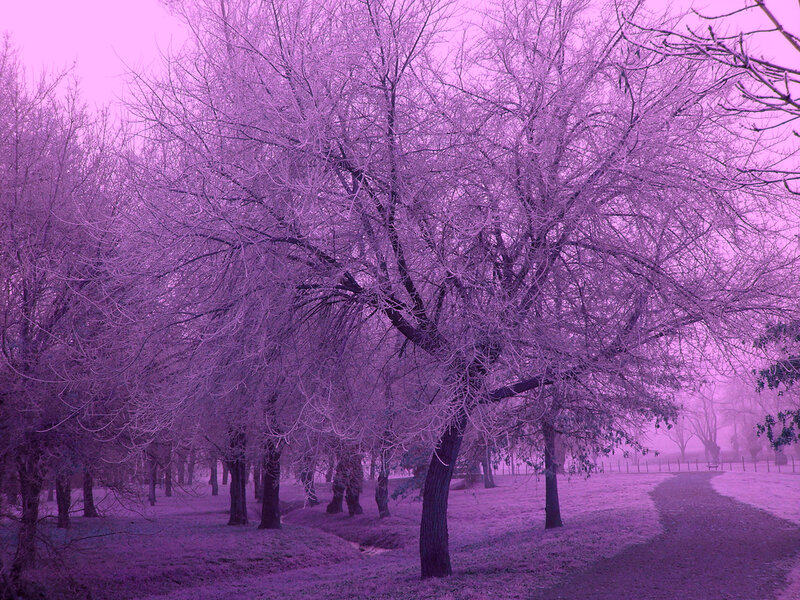 Frost-covered Trees — Purple