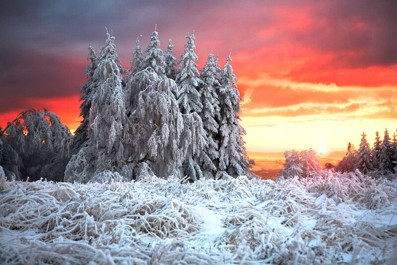 Frost-covered Trees — Red