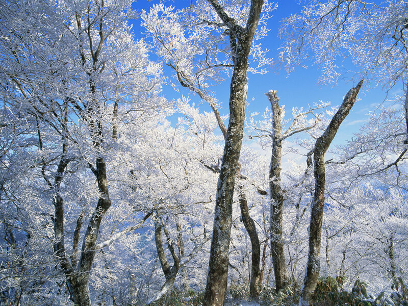 Frost-covered Trees — Serene, Brown