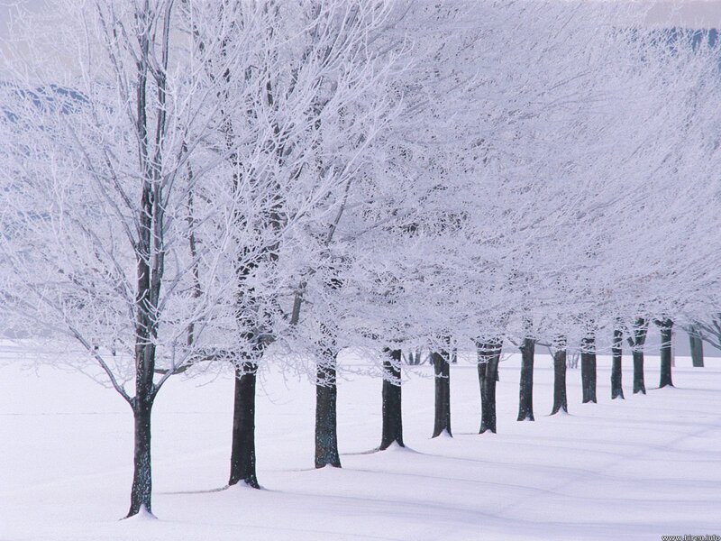 Frost-covered Trees — Serene, Field