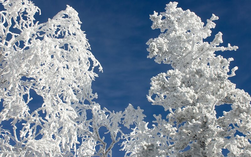 Frost-covered Trees — Serene, Sky