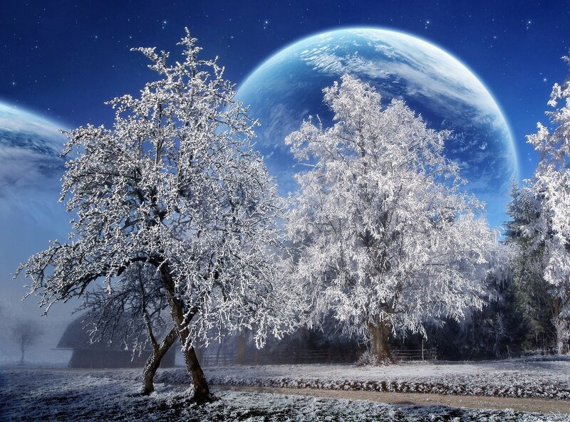 Frost-covered Trees — Stars