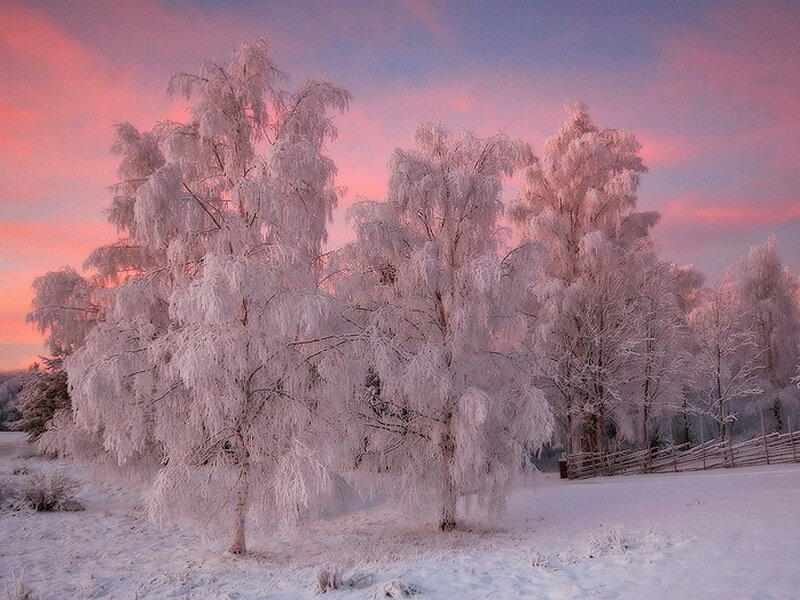 Frost-covered Trees