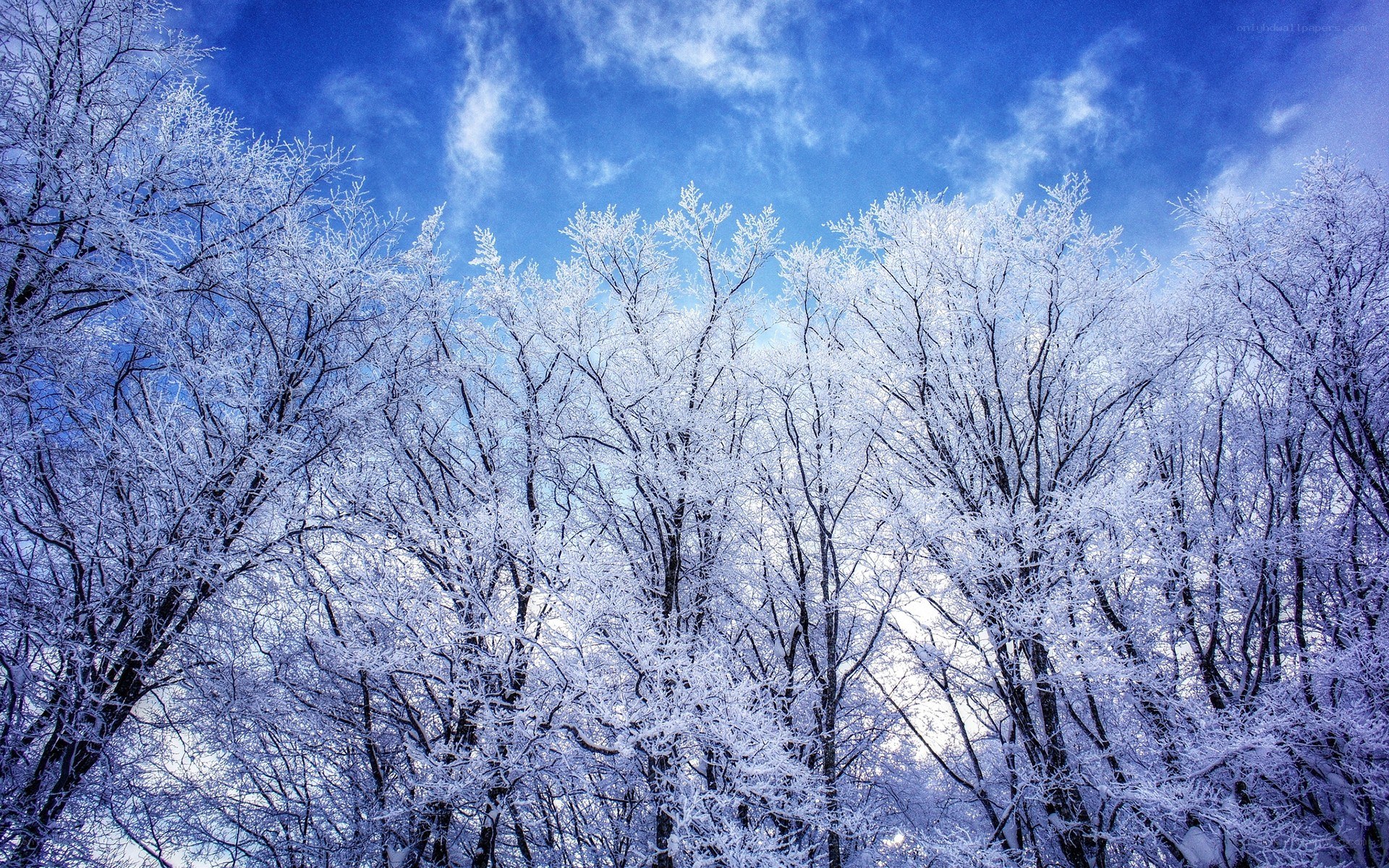 Frost-covered trees under blue sky